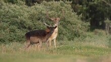 Two Deer, Bucks Slow Motion In The Meadow, Near A Forest. Grazing. 