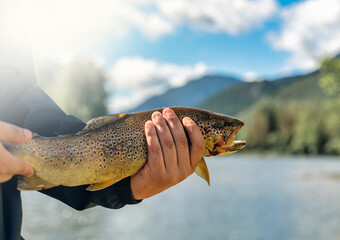 man holds a large trout after fishing it in the river between the pyrenees mountains.