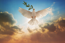 White Dove Carrying Olive Leaf Branch On Beautiful Light And Lens Flare .Freedom Concept And International Day Of Peace