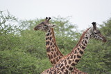 Fototapeta Zwierzęta - Elegant Giraffe in serengeti, tanzania, africa