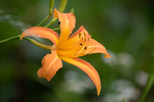 A Orange Day-lily, Hemerocallis Fulva Var. Disticha Flower, Close-up 2