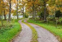 Winding Gravel Road In An Oak Woodland At Autumn