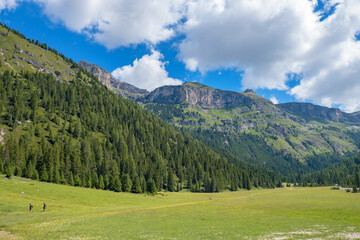 Wall Mural - beautiful valley with a meadow and forest in the alps