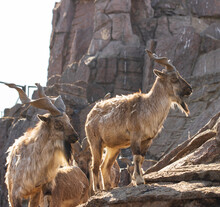 Mountain Goats On A Rest In Nature