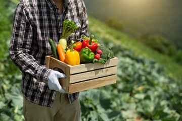 Organic farmer in a vegetable field holding a wooden box of beautiful freshly picked vegetables, Organic vegetables and healthy lifestyle concept.