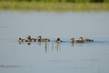 Wall Mural - Mallard duckling swimming on lake