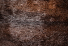 Brown Animal Fur Texture Background. Top View.