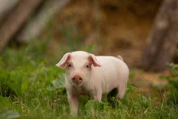 cutie and funny young pig is standing on the green grass. Happy piglet on the meadow, small piglet in the farm posing on camera on family farm. Regular day on the farm