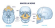 Maxilla bone detailed structure and facial skeleton anatomy outline diagram. Labeled educational scheme with medical inferior view without mandible, anterior and lateral skull view vector illustration