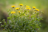 Fototapeta Dmuchawce - Żółte kwiaty na tle zielonej trawy