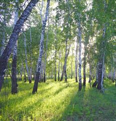 Canvas Print - Birch forest