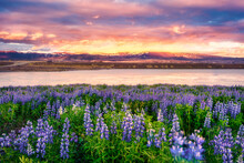 Sunset Over Purple Lupin Wildflower Blooming In Field By The River On Early Summer In Iceland