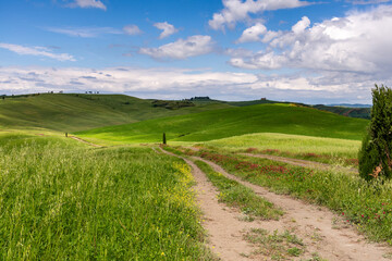 Wall Mural - View of the scenic Tuscan countryside