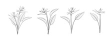 Set Of Different Flowers Strelitzia On White Background.