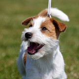 Fototapeta Zwierzęta - A small tan and white Jack Russell Terrier in the ring at a dog show, head shot close up looking up at owner, showing movement, expression and personality