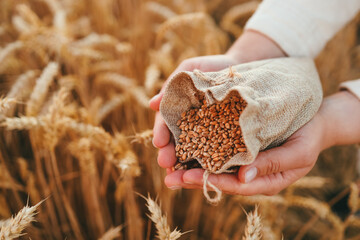 Wall Mural - Hands with grain of wheat on the field close-up, harvesting