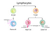 Types of Lymphocytes, adaptive immune system, cytotoxic and Helper t cells, B cell, plasma cell and memory cell. vector illustration.