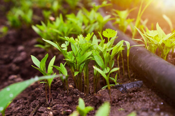 Close up fresh growing green coriander (cilantro) leaves in vegetable plot