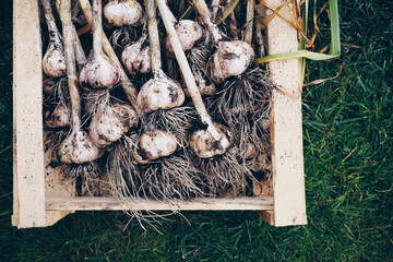 Wall Mural - Harvesting garlic in the garden. Freshly harvested vegetables in wooden box.