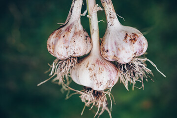 Wall Mural - Harvesting garlic in the garden. Freshly harvested vegetables.