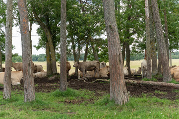 Wall Mural - herd of cows