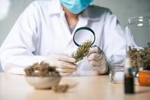 Researchers Examined The Integrity Of Cannabis Inflorescences Before Conducting Experiments.