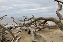 Fragments Of Driftwood On The Sandy Beach 