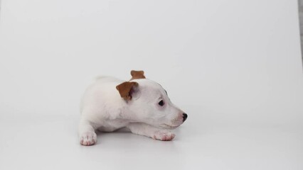 Wall Mural - a jack russell terrier puppy eats food on a white background