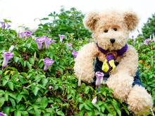 Scout Bear In Purple Morning Glory Garden
