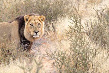 Wall Mural - Big male Kalahari lion with black mane, Panthera leo vernayi, detailed portrait in Kalahari desert, Kgalagadi transfrontier park, South Africa