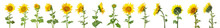 Set Of Beautiful Sunflowers Isolated On White