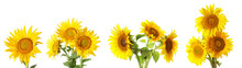 Set Of Beautiful Sunflowers Isolated On White