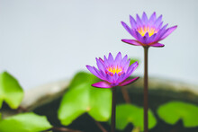 Blue-Water Lily - Nymphaea Nouchali - Nil Manel	
