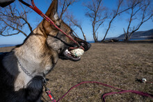 A Young Happy German Shepherd Plays Tug With A Ball. Sable Colored Working Line Breed