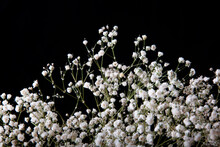Small White Flowers On A Black Background
