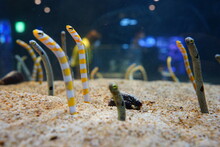 Spotted Garden Eel In Aquarium, Japan - 日本 水族館 チンアナゴ