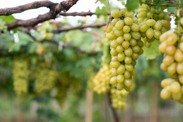 White wine grapes in vineyard on day time. Bunches of white wine green grapes on vine vineyard fruit farm organic at suanphung, ratchaburi thailand.