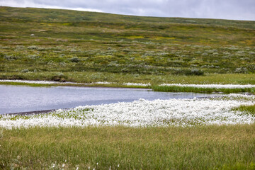 Wall Mural - white flowers and grass in Norwegian land.