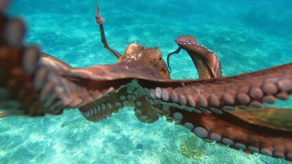 Wall Mural - Underwater slow motion video with beautiful colours of big octopus from family of Cephalopods swimming in tropical exotic beach with turquoise crystal clear sea