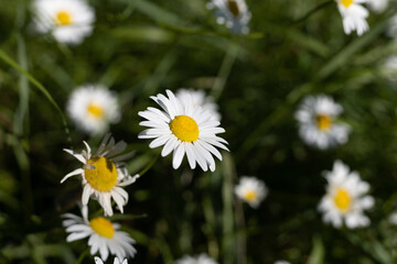 wild plants