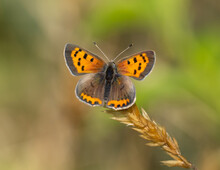 American Copper Butterfly Perched On Head Of Grass Seed