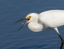 Snowy Egret Hunting And Feeding On Small Fish