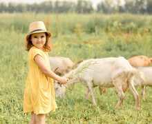 Cute Little Girl Feeding Goat In The Farm In Village Countryside.