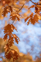 Wall Mural - Beautiful landscape with tree and fall foliage in autumn season, Japan.