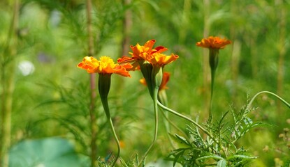 Wall Mural - orange flower in the garden