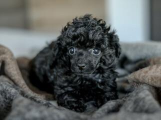 A small black poodle puppy lies on a blanket in a room. The best holiday gift for a child.