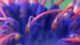 Living flower leucospermum covered by water soluble paint of lilac color. Stock footage. Close up of floral underwater background.