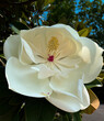 A Southern Magnolia (Magnolia grandiflora) blosson in full bloom with a dark background