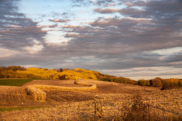 Wall Mural - Harvest time in Minnesota under cloudy blue skies