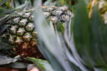 ripe pineapple stock on farm